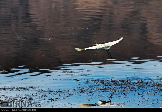 فیلم| جلوه‌ای از آرامش طبیعت؛ پرندگان مهاجر در آغوش تالاب چغاخور