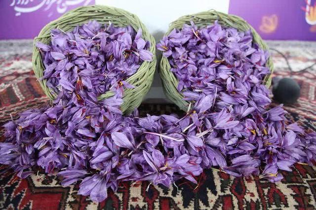 ثبت جهانی نشان جغرافیای زعفران قاینات؛ نقطه عطفی در صادرات و کیفیت محصول