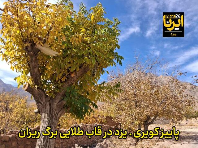 فیلم| پاییز هزار رنگ در کویر یزد