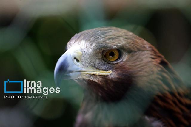 پرنده شکاری کمیاب ۸۰ میلیارد ریالی به طبیعت مازندران بازگردانده شد