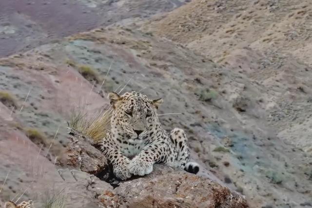 ثبت تصویر بزرگترین پلنگ دنیا در ارتفاعات سالوک خراسان شمالی + فیلم