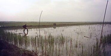 جمع آوری دام‌های هوایی شکار غیرمجاز پرندگان در آستانه اشرفیه