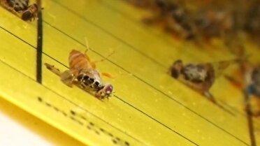 ۳۵۰ گونه، قربانی مگس مدیترانه ایی