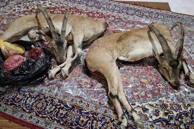 کشف لاشه ۲ کل وحشی و بازداشت شکارچیان غیرمجاز در میامی سمنان