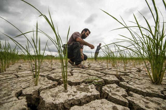 خشکسالی ۱۱ هزار میلیارد تومان به کشاورزی لرستان خسارت زد