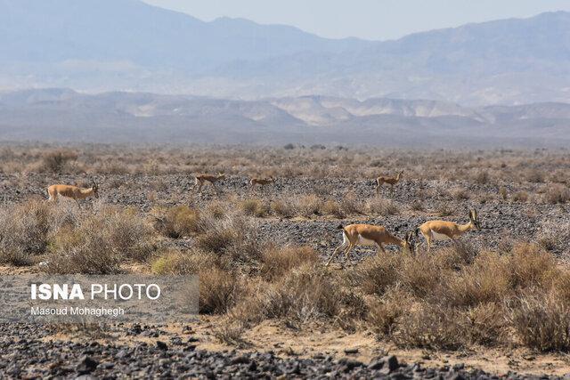 از ثبت حمله سگ به گله آهوهای جاشلوبار تا مشاهده دو خرس قهوهای در پرور