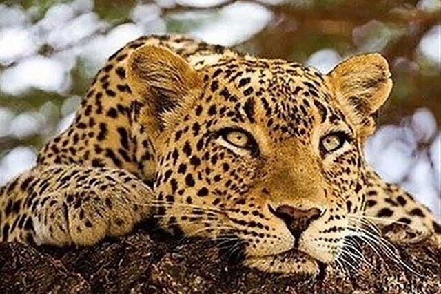 دوربین‌های تله‎ای از نیازهای اجرای طرح شناسامه‌دار کردن پلنگ در خراسان شمالی