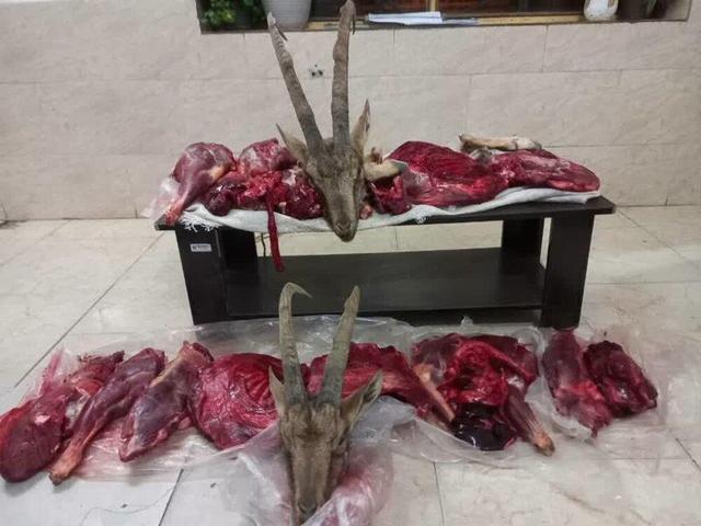 کشف لاشه ۲ کل در میامی