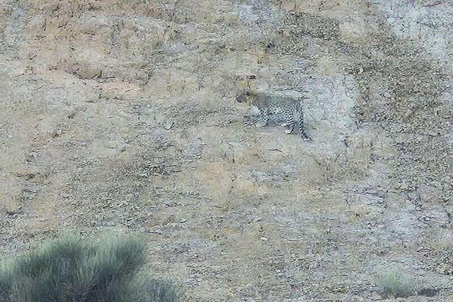 حضور پلنگ ایرانی در ارتفاعات شهرستان خور و بیابانک