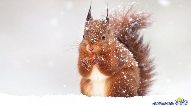 تهران کی برفی می‌شود؟