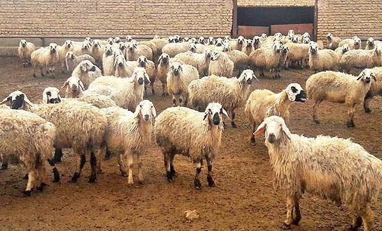 پرورش ۶۰ هزار رأس دام سبک توسط عشایر استان زنجان