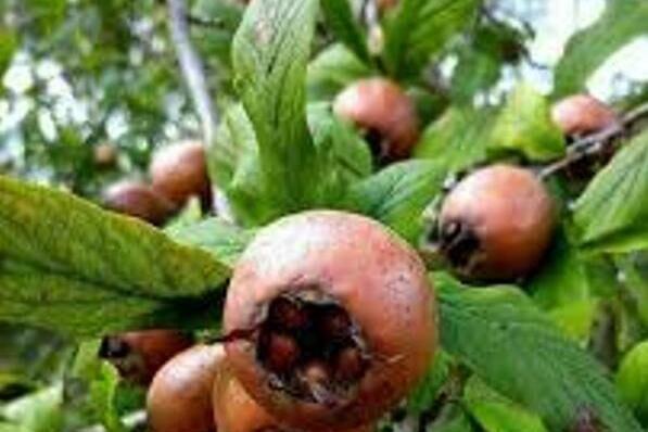 برداشت ازگیل از باغهای گیلان آغاز شد