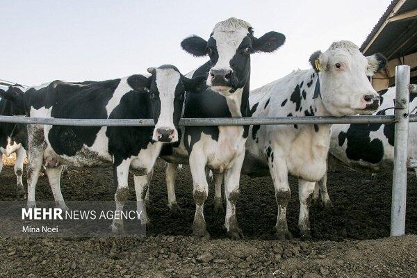 دست رانت‌خواران واردات نهاده در جیب دامداران