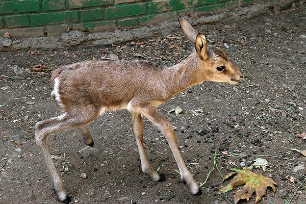 حمله سگ به آهو در منطقه جاشلوبار مهدیشهر