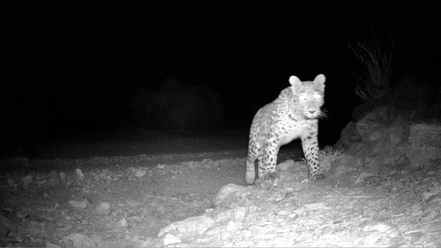 ثبت تصویر پلنگ ایرانی در ارتفاعات خور و بیابانک