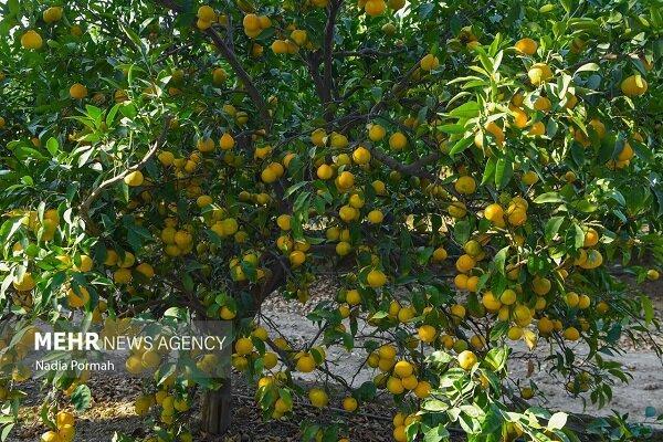 تیموری: ۸۰۰ محموله کیوی و نارنگی از مازندران صادر شد