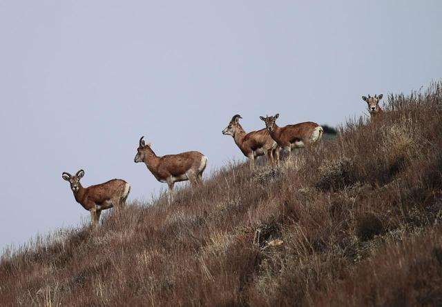 آغاز سرشماری پاییزه حیات‌وحش در پارک ملی و ذخیره‌گاه زیست‌کره گلستان