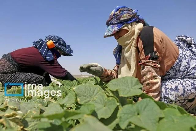 کشاورزی نهاوند در دام خامفروشی؛ ثروتی که از دست میرود
