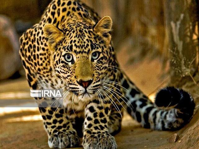 فیلم/هشت ماه صبوری برای ثبت تصویر یک پلنگ نر در ارتفاعات سالوک