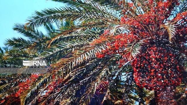 سالانه ۳۰ میلیون دلار خرمای استان بوشهر صادر می شود