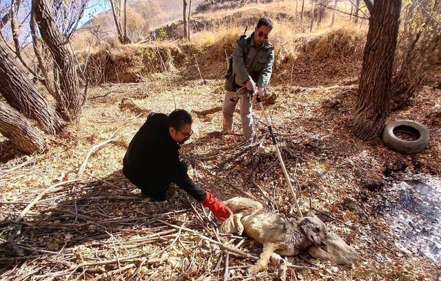 تیمار گرگ مصدوم در تکاب؛ بازگشت به طبیعت پس از درمان