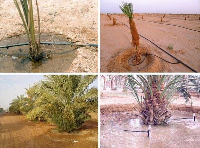 تحول آبیاری نخیلات دشتستان با هدف کاهش ۷۵ درصدی مصرف آب