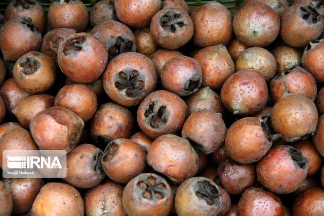 برداشت ازگیل از باغ‌های گیلان آغاز شد