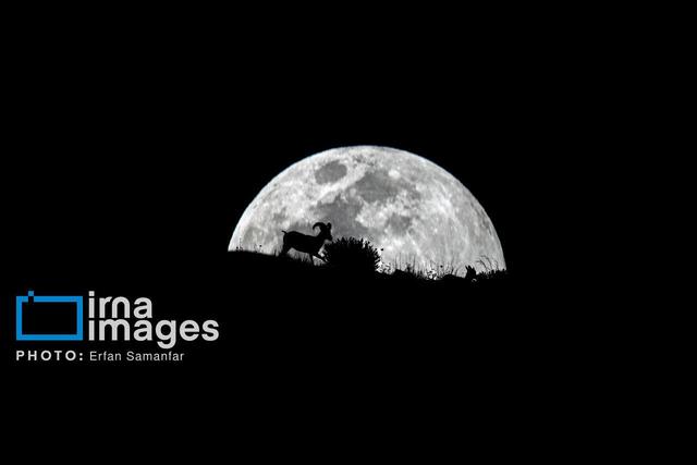 هجوم خاموش تب برفکی؛ زنگ خطر برای حیاتوحش و دامهای فارس