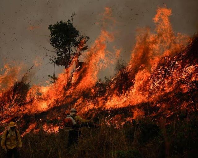 آتش دوباره در جنگلهای مرزنآباد چالوس شعلهور شد