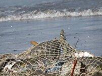 صید ۳۶۰ تنی صیادان مازندران در ۴۵ روز