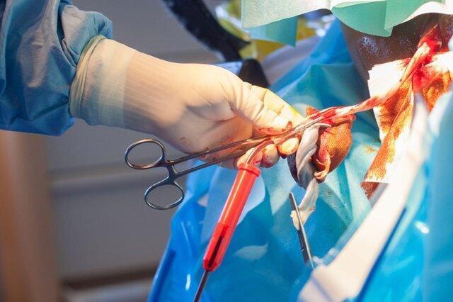 ۲۰ سال دستاورد در بانک خون بندناف رویان / از پیوندهای خونی تا کارآزماییهای اوتیسم و آرتروز