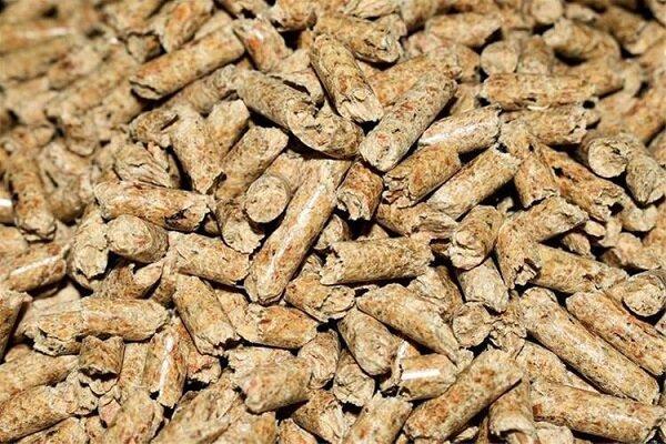 کاهش وابستگی صنعت طیور به پروتئین وارداتی سویا با پودر حشرات