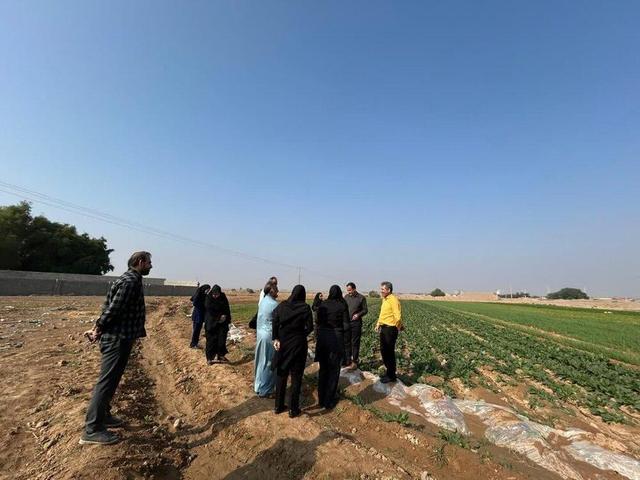 اجرای طرح کشت سبزی خورشتی در دهلران برای نخستین بار