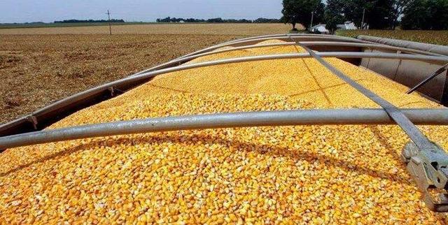 بازارگاه؛ ناصرخسروی بخش کشاورزی شده است