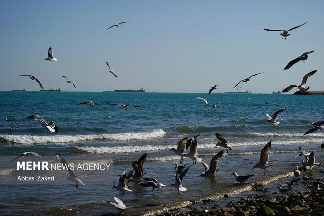 آوای کاکاییها در سواحل مازندران؛ پرواز مهاجران سفیدبال