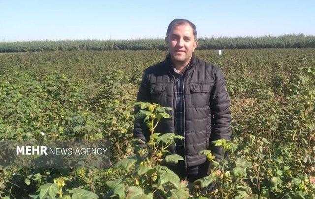 بررسی دلایل افت کشت پنبه در گلستان در گفتگو با دانشمند برتر جهان