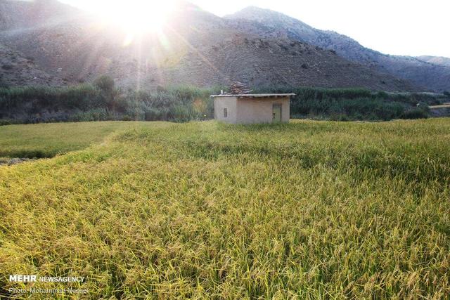 هادی زاده: ۹۵ درصد محصول برنج کشت دوم در آمل درو شد