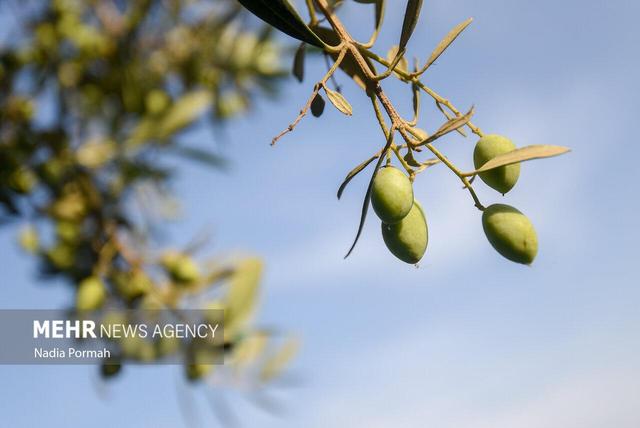 مصلایی: ظرفیت صنایع زیتون در استان قزوین به ۲۷ هزار تن رسید