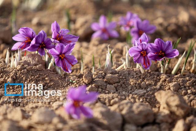 ۳۳ تن نگین زعفران از مزارع خراسان شمالی برداشت شد