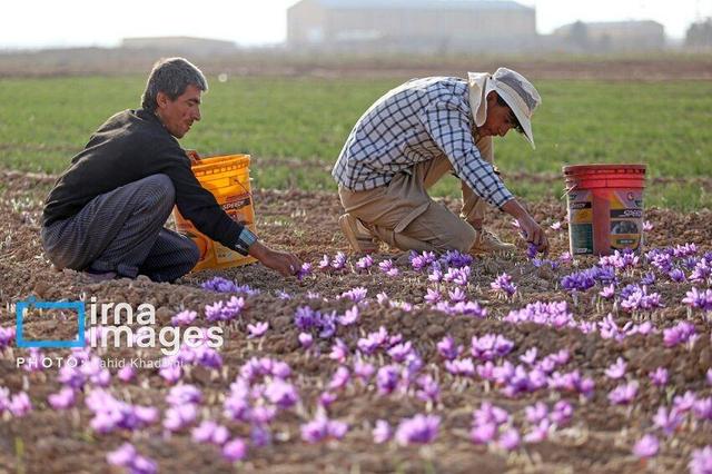 سالانه ۳۵۰ تن نگین زعفران در کشور تولید و ۲۵۰ تن آن صادر می‌شود