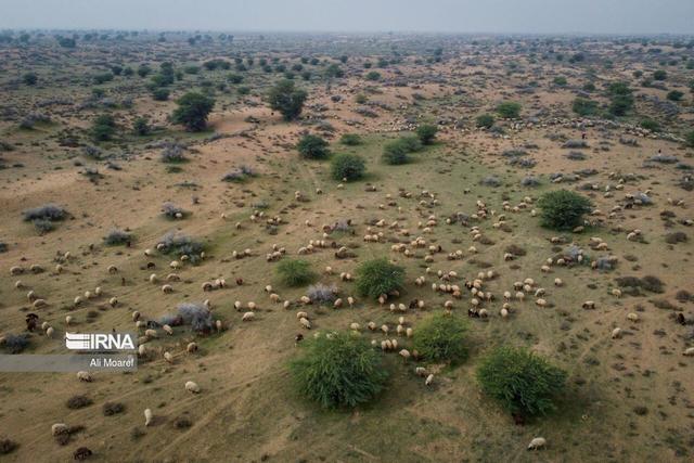 تولید ۵۸۰ هزار نهال برای احیای ۹۵۰ هکتار مرتع گلستان