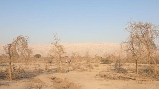 رویشگاه ژنتیکی آکاسیا آلبیدا منحصربه فرد کشور در معض تهدید جدی