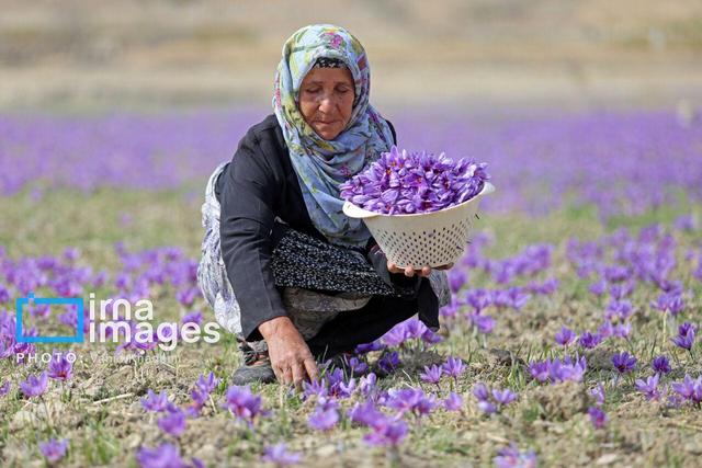 فاروج و رویای تثبیت برند جهانی زعفران؛ نماینده قوچان چه می‌گوید؟