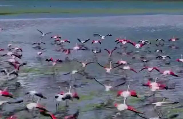 فلامینگوها، نقاشان انتزاعی دریاچه مهارلو