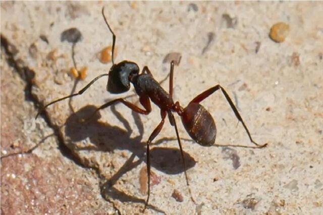 مغز جدید رباتها با الهام از پرندگان و مورچهها برای مسیریابی بدون GPS