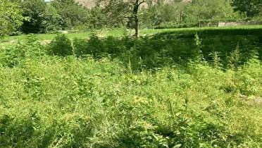 برخورد قاطع با متخلفان کشت گیاهان ممنوعه در اراضی ملی صحنه