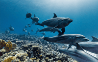 مروری بر برخی از برنامه ها از قاب سیما