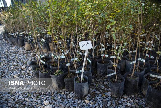 رئیس اداره آموزش منابع طبیعی و آبخیزداری استان زنجان: مدارس بهترین بستر برای نهادینه‌سازی فرهنگ حفاظت از منابع طبیعی هستند