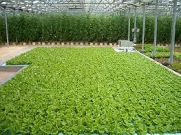 لزوم بهره‌گیری از شیوه کشاورزی هیدروپونیک در شرایط خشکسالی