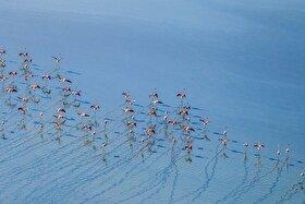 ویدئو| فلامینگوها، نقاشان انتزاعی دریاچه مهارلو